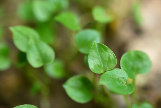 Young leaves grow in spring with bokeh background, closeup. HD image