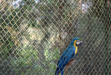 Blue and Gold Macaws have a blue body. Bright yellow belly, blue tail, green head, black beak, white face. Raise a large metal cage in the zoo. It is a parrot with a loud voice and a large body.
