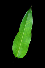 Obraz premium Fresh green tropical banana leaf isolated on black background, clipping path included
