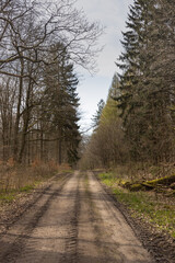 Hiking trail in the forest