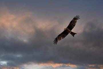 Eagle in flight