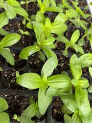growing green plants. Early seeedlings