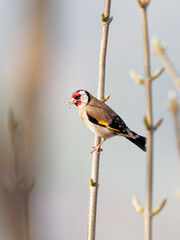 A Goldfinch (Carduelis carduelis) with a twig in its beak perched on a branch at Big Pool Wood, a Wildlife Trust reserve in Gronant, North Wales.