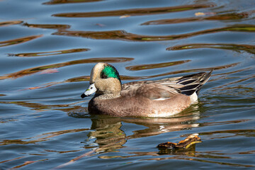Fototapeta premium American wigeon, portrait.