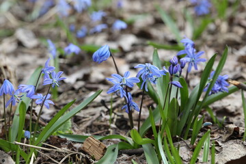 blue scilla bifolia flower in a spring forest - obrazy, fototapety, plakaty