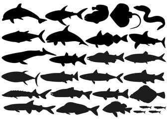 Sea predatory and peaceful fish of all breeds in the set. Vector image.