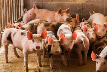 Young piglets at pig breeding farm. Young pigs are waiting for a food at pigsty.