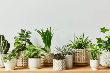 Fototapete Stylish composition of home garden interior filled a lot of beautiful plants, cacti, succulents, air plant in different design pots. Home gardening concept Home jungle. Copy spcae. Template © FollowTheFlow