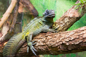 Fototapeta premium Webers Sailfin lizard. This is a type of agama. Along the neck and back there is a ridge of large flat scales. They live on the islands of Southeast Asia.