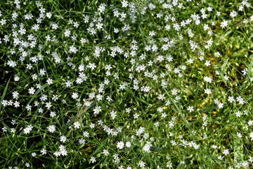 Fototapeta na wymiar Natural floral pattern with many small white flowers of the lesser stitchwort among thin green stems and leaves. Wild spring summer flowers texture