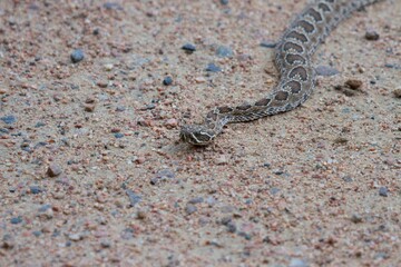 snake in the sand