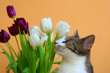 Katzenfrühling Katze riecht an Tulpen Blumen - 428593761