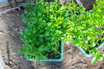 Potted seedlings growing in pots. Selective focus