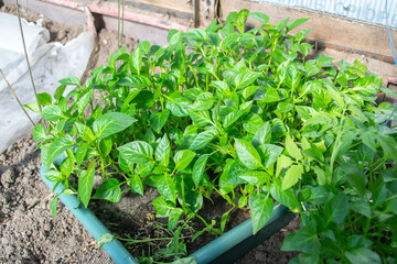 Potted seedlings growing in pots. Selective focus