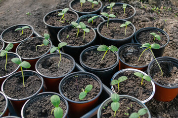 Potted seedlings growing in pots. Selective focus