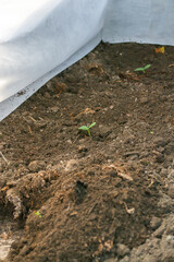 Young fresh cucumber seedling stands in plastic pots. cultivation of cucumbers in greenhouse. Cucumber seedlings sprout