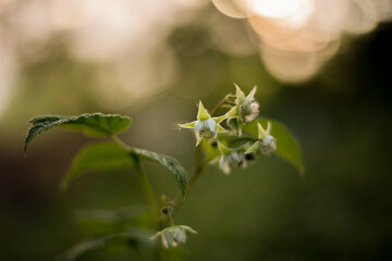 In the foreground, a raspberry branch with a faded flower and a nascent berry. The background is blurred