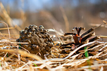 Cones in dry grass