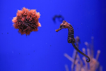 Sea urchin and seahorse in the foreground.