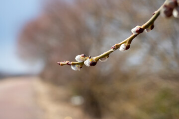 Close-up of a tree branch with opening buds in spring. A blurred road in the background. Selective focus, insect on bud
