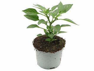 bell pepper plant in pot isolated on white background