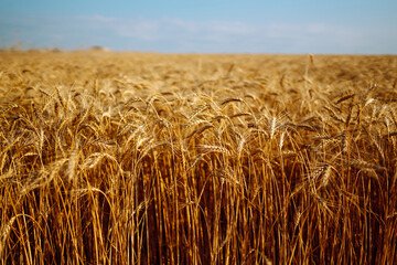 Wheat fields. Ears of golden wheat close up. Rich harvest concept. Agriculture.
