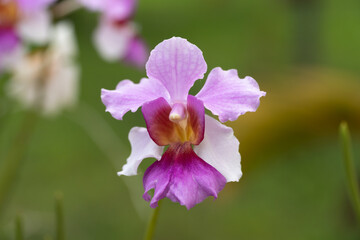 Close up of Vanda Miss Joaquim orchid flower, Singapore national flower