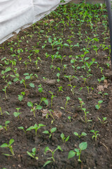 seedlings of bell pepper in a greenhouse. Selective focus