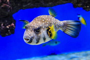 Fish a pufferfish swims in blue water on a background of corals. Fish of the red sea. Blowfish...