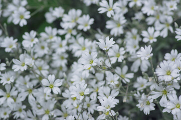 Cerastium tomentosum snow in summer flowers in bloom, group of flowering plants with white petals in ornamental garden