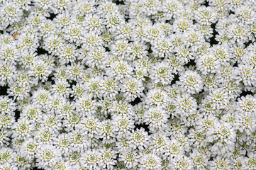 Iberis sempervirens evergreen candytuft perenial flowers in bloom, group of white springtime flowering rock plants