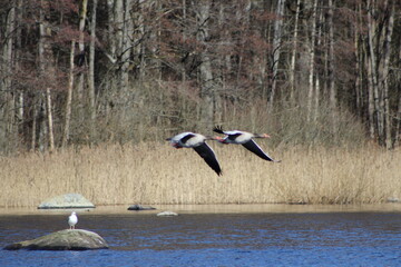 seagull in flight