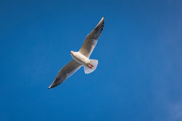 Seagull in the sky 
