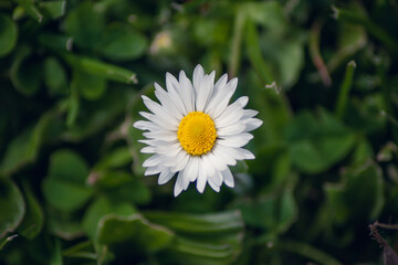 Chamomile or camomile close up blooming 