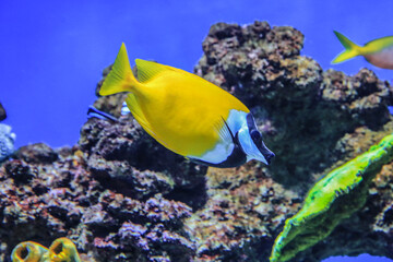 Fototapeta na wymiar Fish Siganus vulpinus swims on coral background in blue water