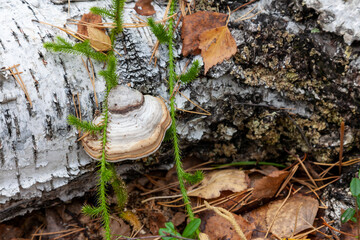 Close-up on a white woody mushroom on a white birch fallen to the ground in autumn. Food and mushroom picking hobbies.