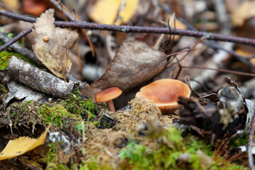 A close-up of a small mushroom with a brown cap hidden among the autumn leaves and spruce needles fallen from the trees. Food and mushroom picking.