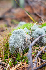 close-up on blue moss on the ground in the forest among the grass and and trees. Natural decorative materials for interior design.