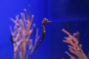 Seahorse swims in blue water on a background of corals