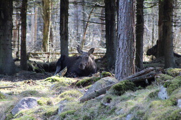 moose in the woods