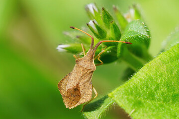 Closeup of a Rhombic Leatherbug, Syromastus rhombeus sipping form a fresh Veronica flower bud
