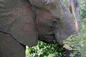 afrikanischer Elefant