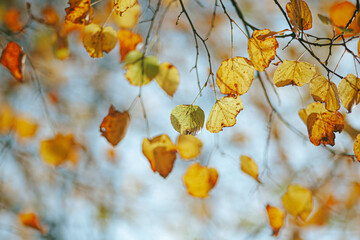yellow and orange dry autumn leaves on linden tree in sunlight against blue sky background