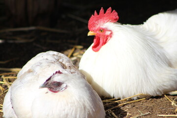 white chicken on a farm