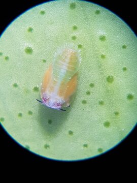 Asian citrus psyllid attack on citrus young bud and they are vector of citrus greening disease.