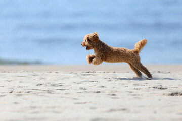 The little poodle plays by the sea