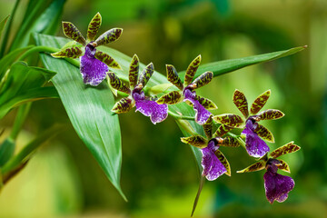Branch of Zygopetalum orchid blossoms.