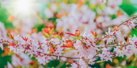 Obraz na płótnie Canvas Pink flower blooms with sunny spring background.