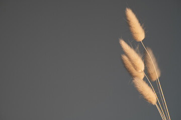 Fluffy dried flowers in the sunlight at sunset. Minimal style, floral home decor.