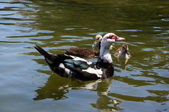 「バリケン」の画像 8,177 件の Stock 写真、ベクターおよびビデオ Adobe Stock